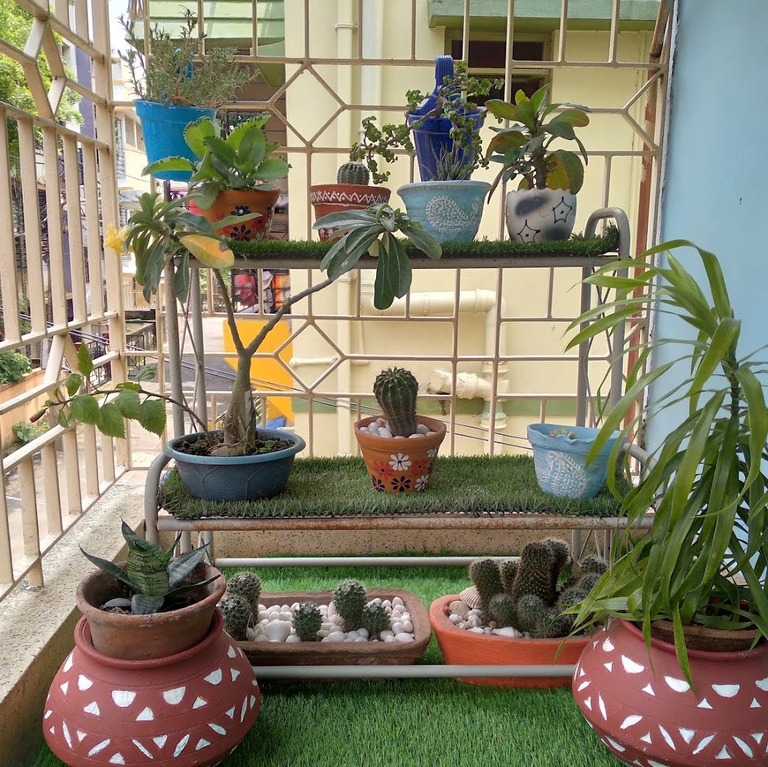 Images of plants in Kolkata, India